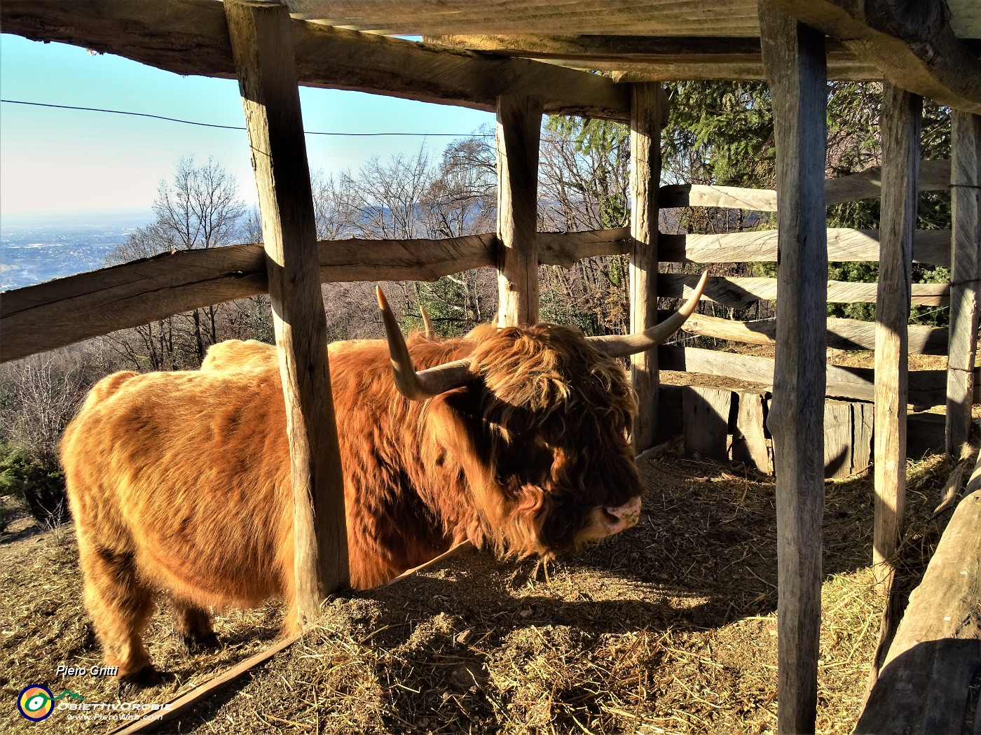 18 Agriturismo Prati Parini -Mucche scozzesi (Highlander).JPG